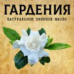 ГАРДЕНИЯ эфирное масло