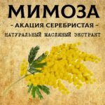 МИМОЗА масляный экстракт