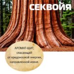 СЕКВОЙЯ  Авторский купаж эфирных масел