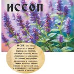 "ИССОП" Авторский купаж эфирных масел