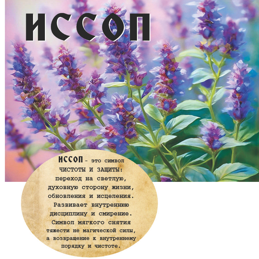 issop "ИССОП" Авторский купаж эфирных масел — изображение 1