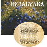 "НЕЗАБУДКА" Авторский купаж эфирных масел